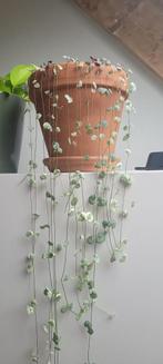 Bonte string of hearts/ceropegia woodii, Huis en Inrichting, Kamerplanten, Ophalen, Halfschaduw, Minder dan 100 cm