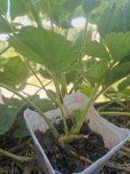 Aardbei stekjes, Tuin en Terras, Planten | Tuinplanten, Ophalen, Zomer, Volle zon