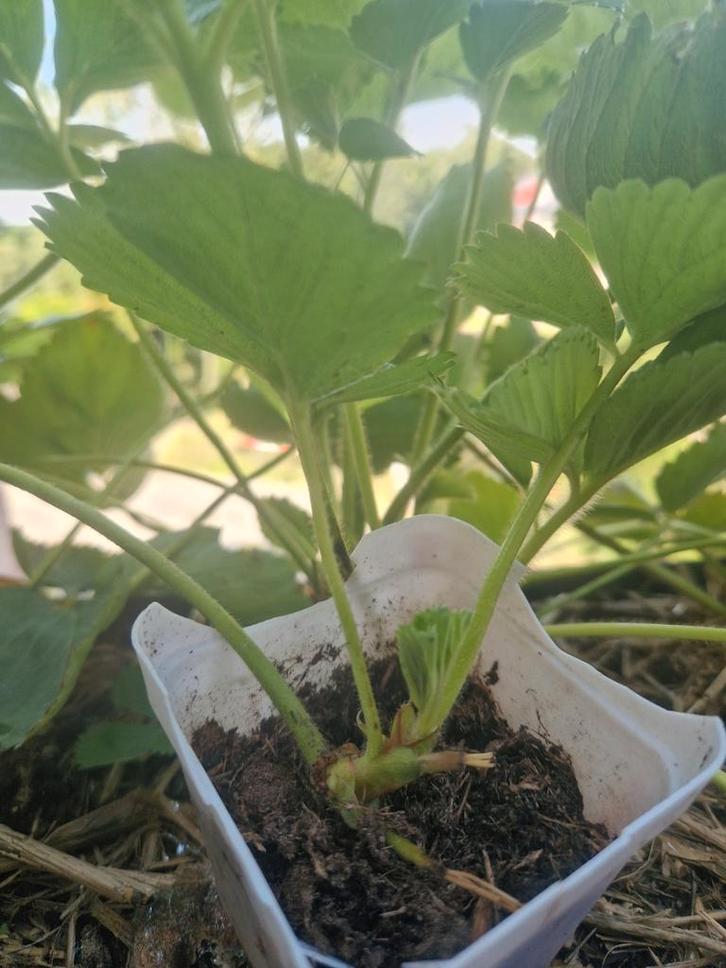 Aardbei stekjes, Tuin en Terras, Planten | Tuinplanten, Volle zon, Zomer, Ophalen