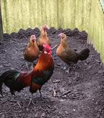 Broedeieren Bankivahoen (rode kamhoen), Dieren en Toebehoren, Meerdere dieren, Kip