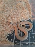 Mooi koppel haakneusslangen  superconda nk23 en22, Dieren en Toebehoren, Reptielen en Amfibieën, Slang, 0 tot 2 jaar