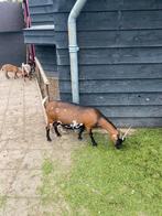 2 stamboek dwerggeiten, Vrouwelijk, Geit
