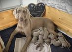 Weimaraner Pups, Dieren en Toebehoren, Honden | Setters en Staande honden, Particulier, Overige rassen, CDV (hondenziekte), 8 tot 15 weken