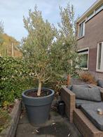 Gigantische olijfboom in dubbelwandige elho pot, Volle zon, Ophalen of Verzenden, 100 tot 250 cm, Olijfboom