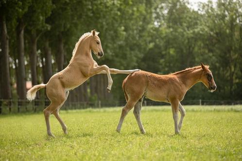 Een paar plekken vrij in onze Quarter opfok!, Dieren en Toebehoren, Stalling en Weidegang, Opfok