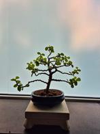 Portulacaria Afra Bonsai - ongeveer 9 jaar oud, Ophalen of Verzenden, Vaste plant, Overige soorten, Volle zon