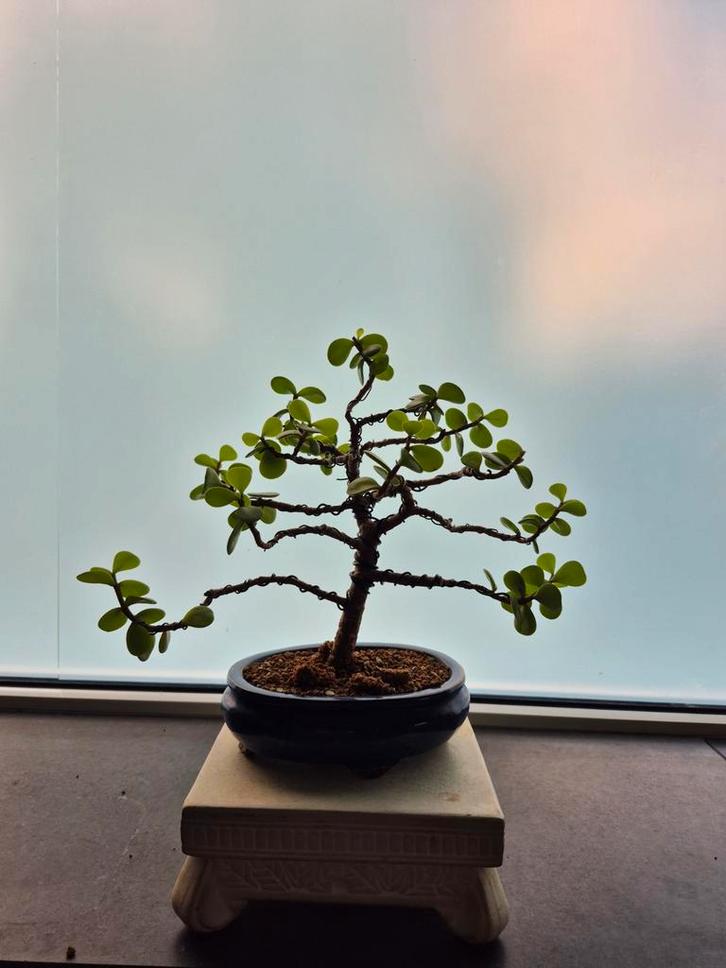 Portulacaria Afra Bonsai - ongeveer 9 jaar oud, Tuin en Terras, Planten | Tuinplanten, Vaste plant, Overige soorten, Volle zon