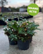 Kerstroos Helleborus, Ophalen of Verzenden, Overige soorten, Volle zon