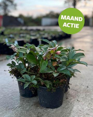 Kerstroos Helleborus beschikbaar voor biedingen