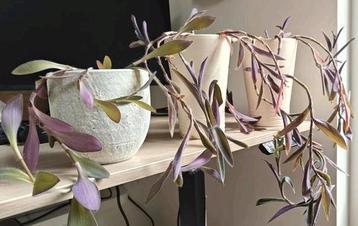 Tradescantia pallida | Kamerplant | hangplant |  3x incl pot beschikbaar voor biedingen