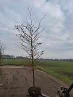 Rode Beuk 12-14 - Prachtige Boom voor uw Tuin!, Ophalen of Verzenden, Lente, 100 tot 250 cm, Volle zon
