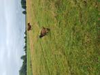 Tekoop landgeit bokken, Dieren en Toebehoren, Schapen, Geiten en Varkens, Mannelijk, Geit, 0 tot 2 jaar