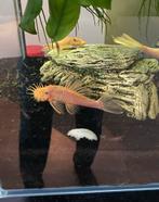 koppeltje blue eyes Ancistrus L144, Vis