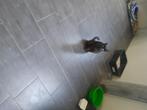 Kat, Dieren en Toebehoren, Katten en Kittens | Overige Katten, Poes, Kortharig