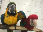 gezocht blauw gele aras wild en oud geen probleem, Dieren en Toebehoren, Vogels | Parkieten en Papegaaien, Meerdere dieren, Papegaai