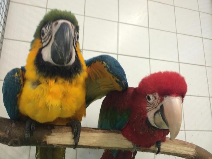 gezocht blauw gele aras wild en oud geen probleem, Dieren en Toebehoren, Vogels | Parkieten en Papegaaien, Papegaai, Meerdere dieren