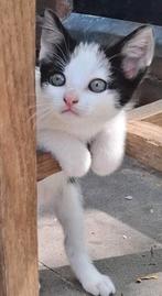 Super lieve kittens️, Dieren en Toebehoren, Katten en Kittens | Overige Katten, Meerdere dieren, Kortharig, 0 tot 2 jaar