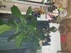 Grote tabaks plant kamerplant, Huis en Inrichting, Ophalen, Halfschaduw, 150 tot 200 cm