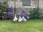 Mooie rustige ganzen! Twentse landgans!, Dieren en Toebehoren, Pluimvee, Meerdere dieren, Gans of Zwaan