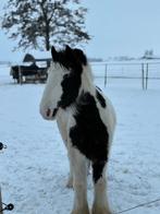 Gezocht: 1 à 2 betrouwbare paardenverzorgers – Soest