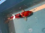 Koikarper te koop, Karper of Koi