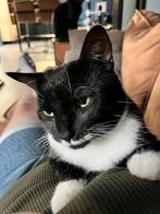 Goed onderkomen gezocht voor twee katters, Dieren en Toebehoren, Katten en Kittens | Overige Katten, Kater, Kortharig, 0 tot 2 jaar