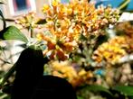 Vlinderstruik lila en geel, Ophalen, Zomer, Overige soorten, Volle zon