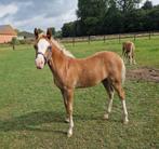 Te koop zeer mooi Welsh B merrieveulen, Dieren en Toebehoren, Merrie, C pony (1.27m tot 1.37m), Gechipt, 0 tot 2 jaar