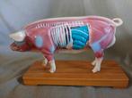 Vintage acupunctuur model, leermiddel "varken", Antiek en Kunst, Ophalen of Verzenden