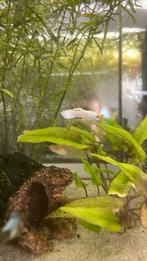 Mooie sneeuw witte gup (man), Dieren en Toebehoren, Vissen | Aquariumvissen, Vis
