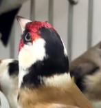 Bloemputter man te koop, Mannelijk, Wildzangvogel, Geringd