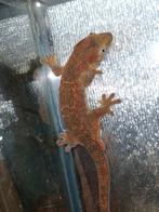 1.0 Mniarogekko chahoua caledonische mosgekko, Dieren en Toebehoren, Hagedis, 0 tot 2 jaar