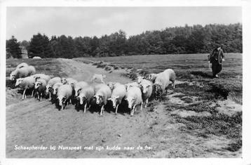 (387-150-025) Nunspeet Schaapherder beschikbaar voor biedingen