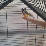 Gouldamadine, Dieren en Toebehoren, Vogels | Kanaries, Vrouwelijk, Kleurkanarie