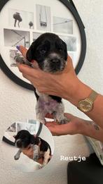 Engelse Cocker Spaniël pups te koop, 8 tot 15 weken, Rabiës (hondsdolheid), Meerdere, Meerdere dieren