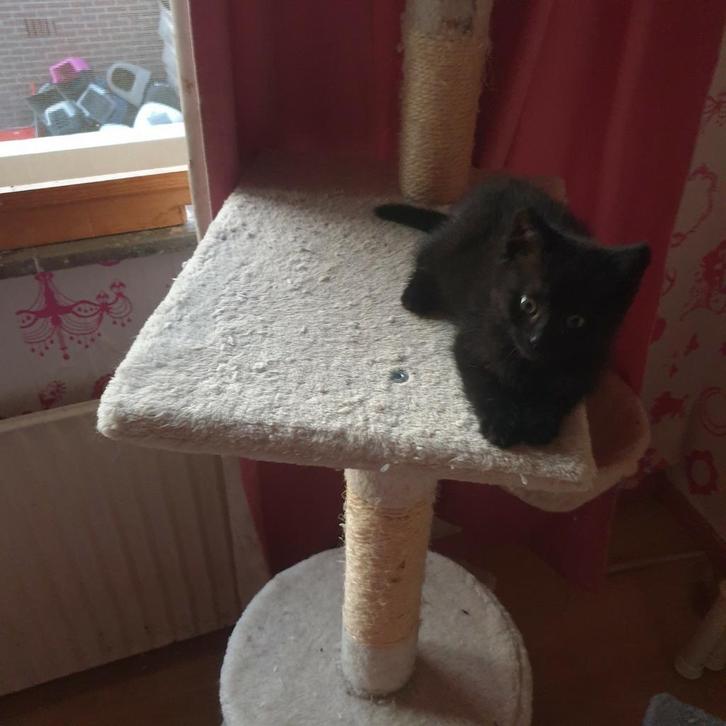 Mix perzisch katertje, Dieren en Toebehoren, Katten en Kittens | Overige Katten, Langharig, Kater, 0 tot 2 jaar