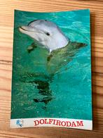 Ansichtkaart Dolfirodam, scharendijke zeeland, Ophalen of Verzenden, Zeeland