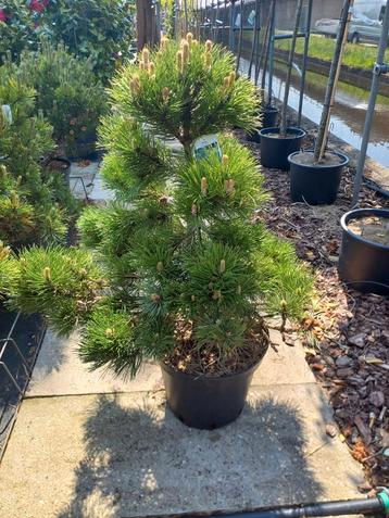 Pinus en andere Japanse planten, ook Acer, Pieris, Azalea
