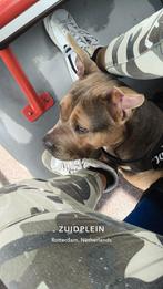 Hond American Bully XL.Vrouwtje Three Colorr, Overige rassen, CDV (hondenziekte), 1 tot 2 jaar, Teef