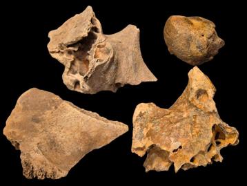 Schedelfragmenten Wolharige Mammoet IJstijd Fossiel beschikbaar voor biedingen