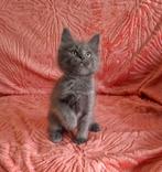 Blauw grijze maine coon kittens, Meerdere dieren, Gechipt