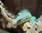 Varanus Prasinus 0.0.7, Dieren en Toebehoren, Reptielen en Amfibieën, Hagedis, Tam, 0 tot 2 jaar
