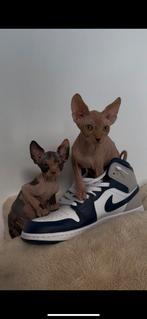 2 Schattige Sphynx Kittens - Direct Beschikbaar!, Dieren en Toebehoren, Katten en Kittens | Raskatten | Korthaar, Meerdere dieren