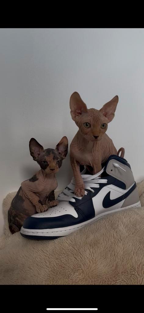 2 Schattige Sphynx Kittens, Dieren en Toebehoren, Katten en Kittens | Raskatten | Korthaar, Meerdere dieren, 0 tot 2 jaar, Ingeënt