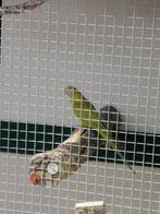 Barraband Cinnamon pop 2025, Dieren en Toebehoren, Vrouwelijk, Parkiet