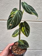 Philodendron Melanochrysum Variegata p11 (A)