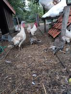 Kalkoen kuikens, Dieren en Toebehoren, Pluimvee, Geslacht onbekend, Kalkoen