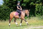 Zeer unieke en brave appaloosa allround E pony !!, Dieren en Toebehoren, Pony's, B, Dressuurpony, 3 tot 6 jaar, Merrie