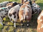 SUPER LUXE BONTE DEKRAMMEN, Dieren en Toebehoren, Mannelijk, Schaap