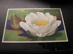 Voor het Kind ansichtkaart 1936 water lelie, Verzamelen, Ansichtkaarten | Themakaarten, Verzenden, 1920 tot 1940, Ongelopen, Natuur